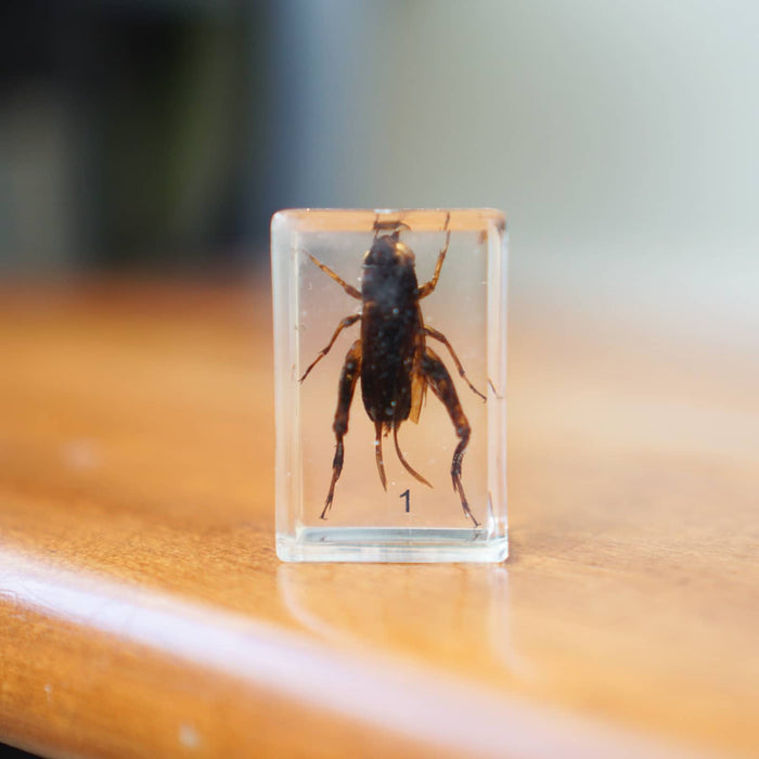 Bug Blocks-cricket locust etc