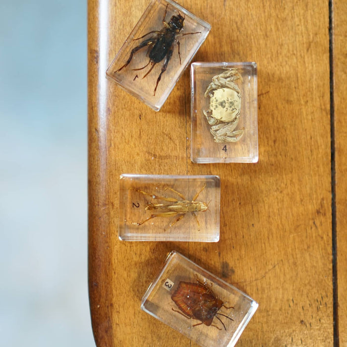 Bug Blocks-cricket locust etc — Nature's Workshop Plus