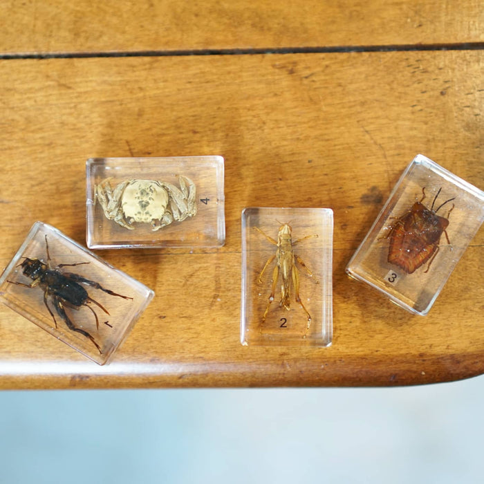 Bug Blocks-cricket locust etc