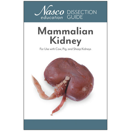 Kidney Dissection Guide