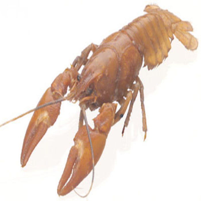 Crayfish 4"-6"