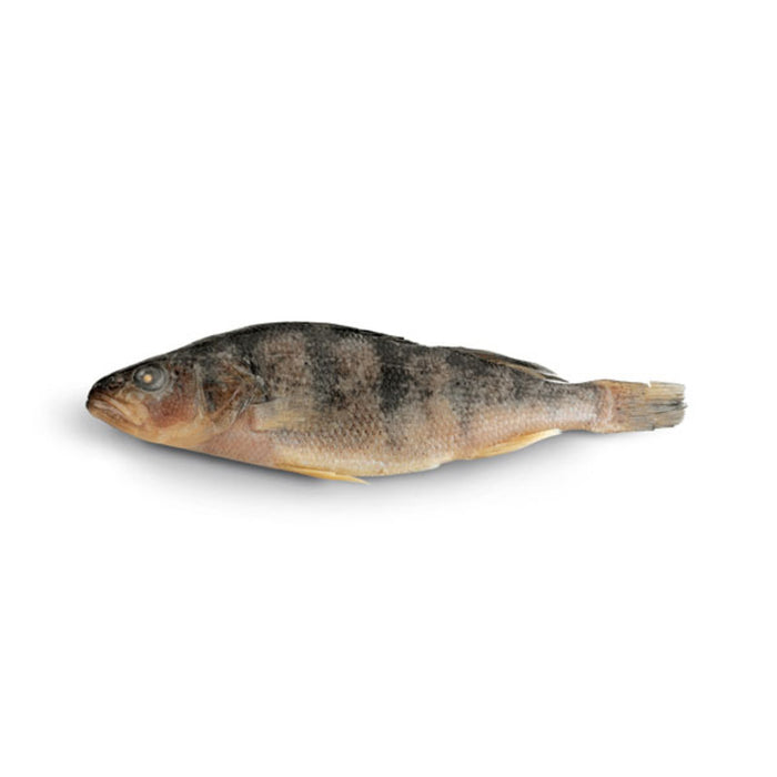 Fish - Grey Perch 7"-9"