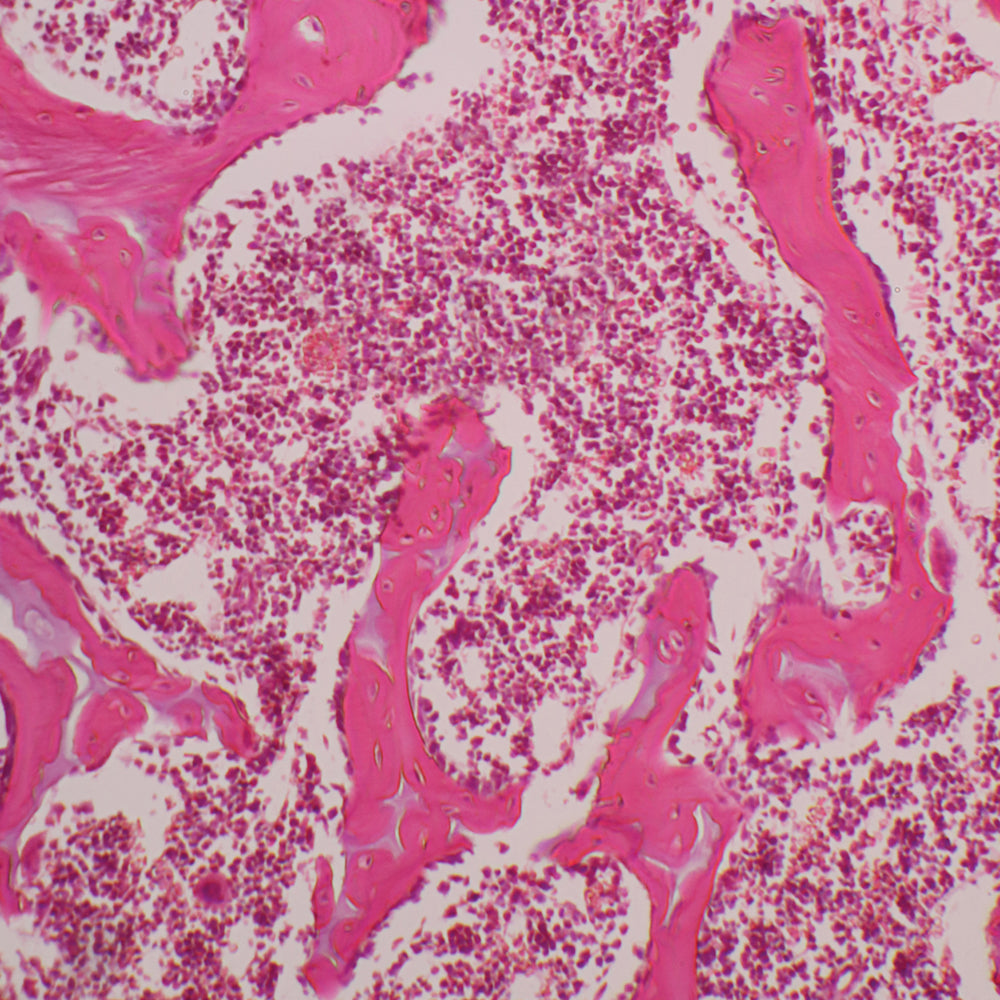 Red Bone Marrow (Mammalian) - Biology Educational Slide — Nature's