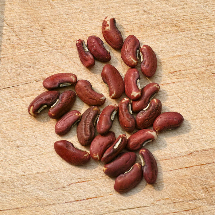Bean Seeds - 4pk
