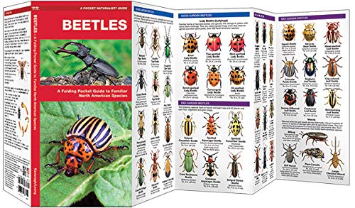 Beetles- Pkt Nat
