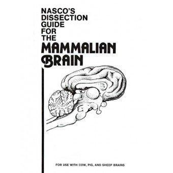 Mammalian Brain Dissect Guide