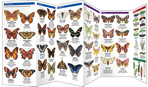 Butterflies & Moths- Pkt Nat