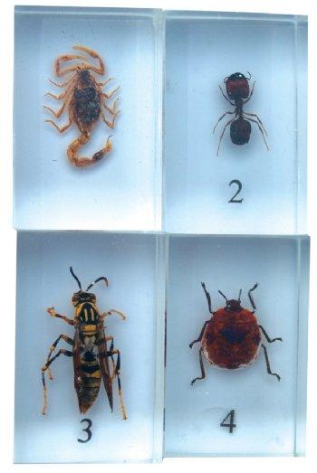 Bug Blocks-scorpion ant wasp