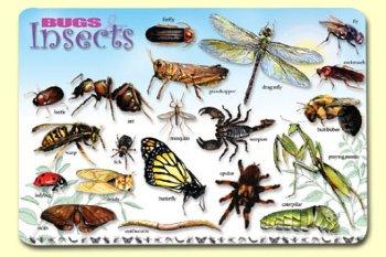 Bugs Insects & Arachnids- mat
