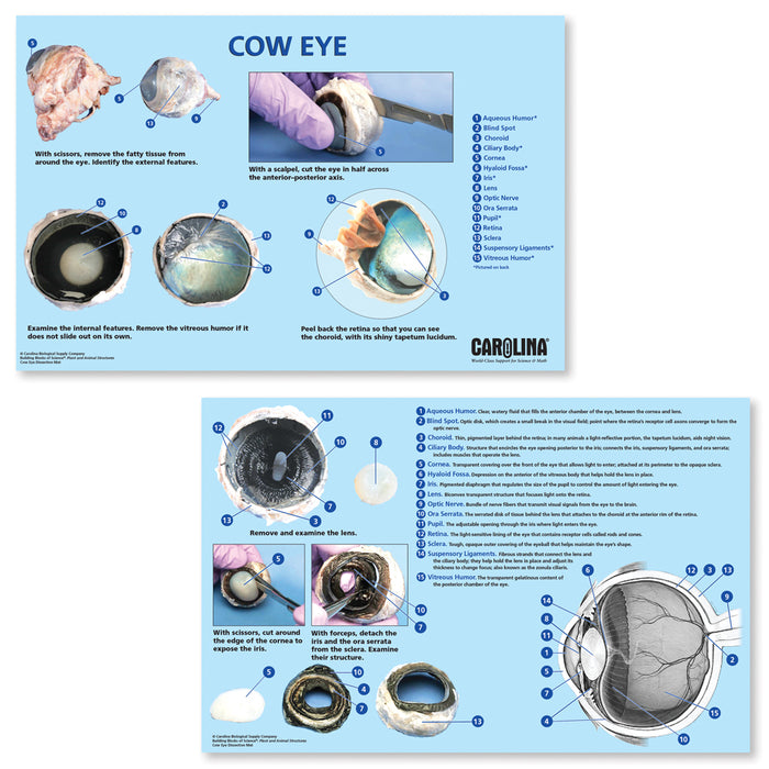thumbnail image 2 of Cow Eye Dissection Kit With Specimen - Complete Anatomy Lab Set For Biology Students 2 of 14