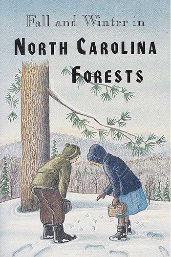 Fall & Winter in NC Forests