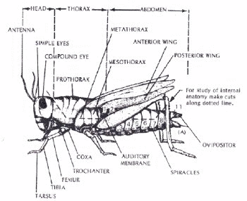 Grasshopper Dissection Guide Nature S Workshop Plus