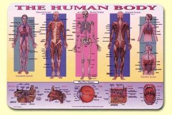 Human Body - mat