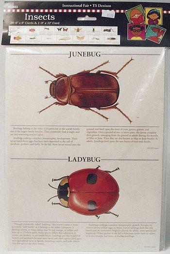 Insect Cards — Nature's Workshop Plus