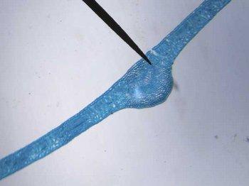 Leaf Cross Section with Vein - Biology Slide for Microscope — Nature's ...