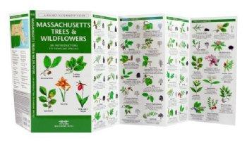 wildflower seeds massachusetts Massachusetts Trees & Wildflowers