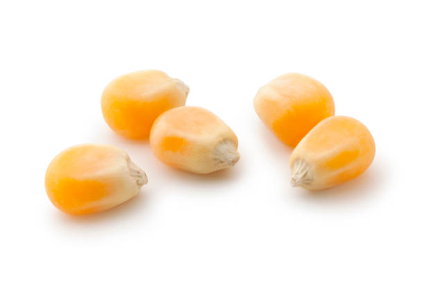 Popcorn Kernel - Premium Quality for Popcorn Lovers — Nature's Workshop ...