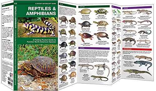 Reptiles & Amphibians- Pkt Nat