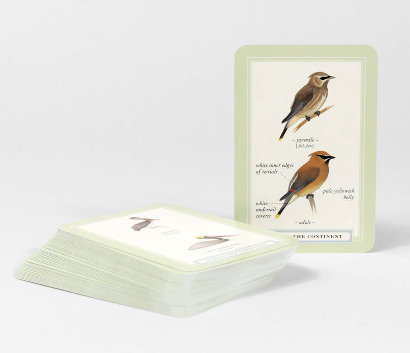 Sibley Backyard Bird Flashcards