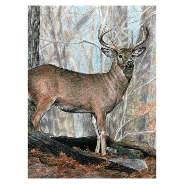 Whitetail Buck Colour by Pencil