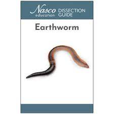 Earthworm Dissection Guide